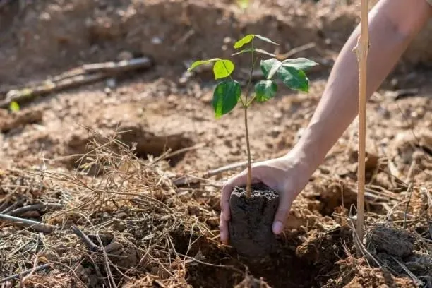 Imagem da matéria: Mata de São João terá plantio de 160 mudas nativas no Jardim Imbassaí